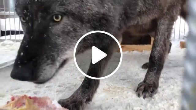 Canadian wolf eating meat, wolf, animals, wild animals, carnivores, black canadian wolf, canadian wolf, animals pets. #0