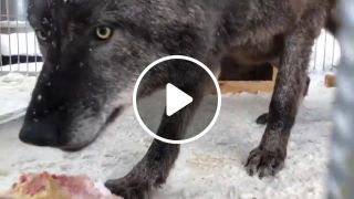 Canadian Wolf Eating Meat