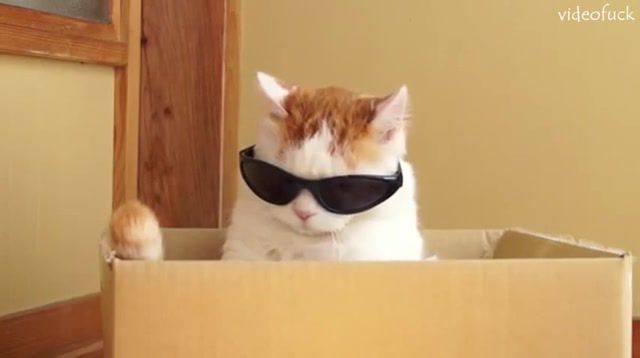 Cat and cool gles, animals pets.