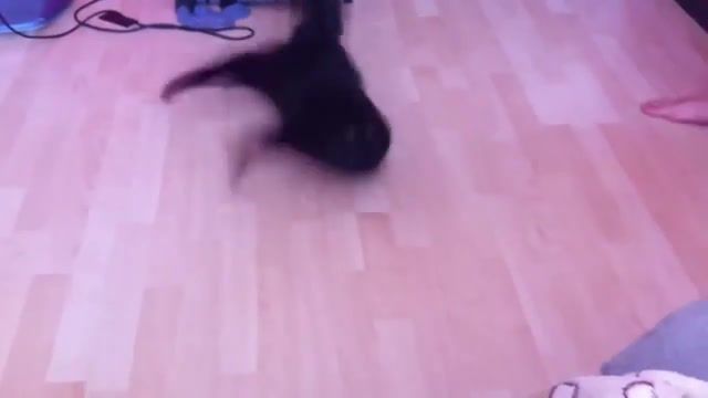 Cat spinner