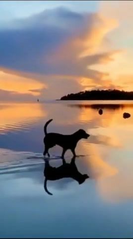 Chill evening, chill hop, sunset, water, dog, rain cafe capital jay, animals pets.