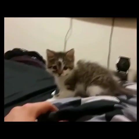 Cute lil Kitty vs The Force - Video & GIFs | kitty,cute,funny,theforce,starwars,cat,pets,funnypets,funnykitten,source link