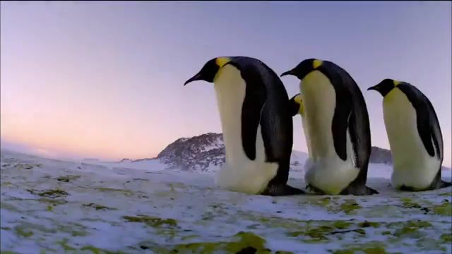 Dhikr of penguins, dhikr, pbs, penguin, animals pets.