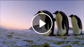 Dhikr of penguins