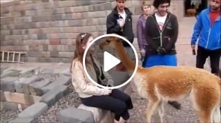 Disrespectful Llama Spits In Girl's Face