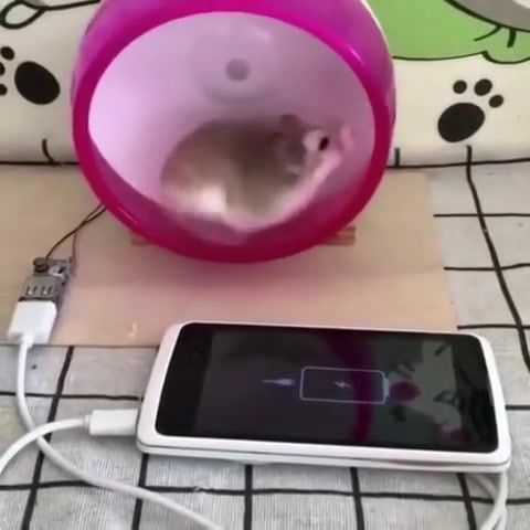 Drift Hamster - Video & GIFs | drift,drifting,hamster,funny,fun,funny animal,animal,cute,vicces,charger,phone,so cute,car,random,tuning,animals,happy,pet,pets,animals pets