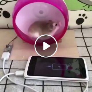 Drift Hamster