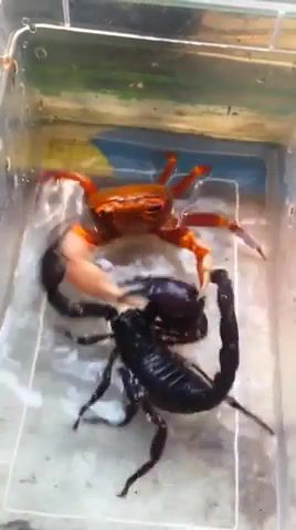 Duel of crab and scorpion, duel of crab and scorpion, animals pets.