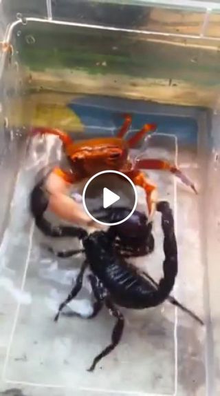 Duel of crab and scorpion