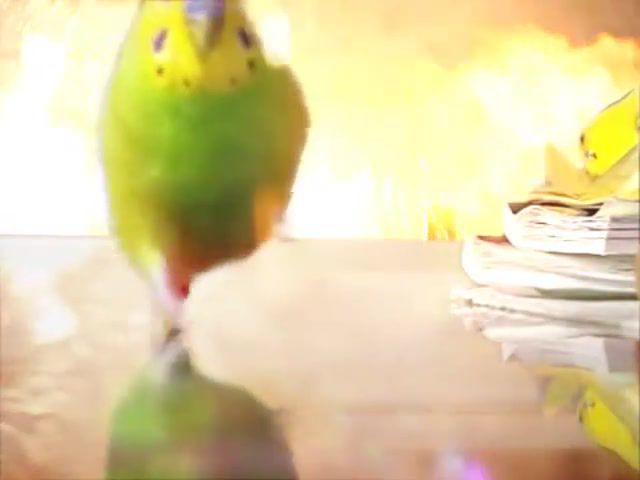 Epic Parrot Is Coming For You With Explosions, Explosion, After Effects, Parrot, Slowmotion, Inception, Inception Theme, Animals Pets
