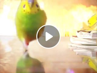 Epic Parrot Is Coming For You With Explosions