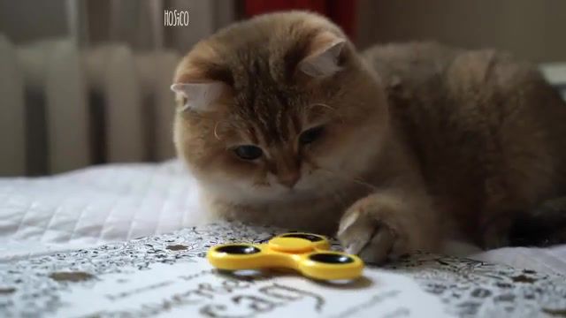 Fidget spinner and Hosico, Cats, Cat, Funny Cat, Kitty, Cute, Hosico, Funny, Supercut, Animals, Kitten, Pets, Cat Animal, Funny Cats, Kiss, Kittens, Yann Tiersen, Am'elie Soundtrack, Spinner, Animals Pets