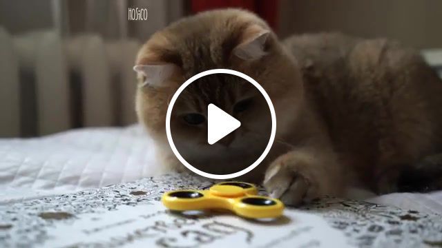 Fidget spinner and hosico, cats, cat, funny cat, kitty, cute, hosico, funny, supercut, animals, kitten, pets, cat animal, funny cats, kiss, kittens, yann tiersen, am'elie soundtrack, spinner, animals pets. #0