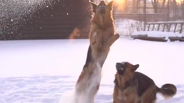 Flying Dog Funny work - Video & GIFs | dog,dogs,flying,snow,winter,chill,chillstep,relax,nice,goodmorning,animals pets