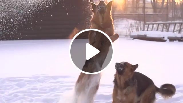 Flying dog funny work, dog, dogs, flying, snow, winter, chill, chillstep, relax, nice, goodmorning, animals pets. #0