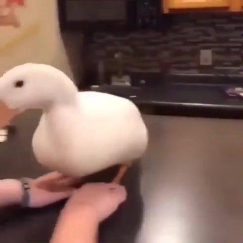 Goose, animals pets.
