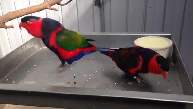 Happy jump parrots