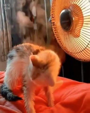 Hot, steaming - Video & GIFs | cat,cute,kitty,hot,steaming,smokin,yello oh yeah,animals pets