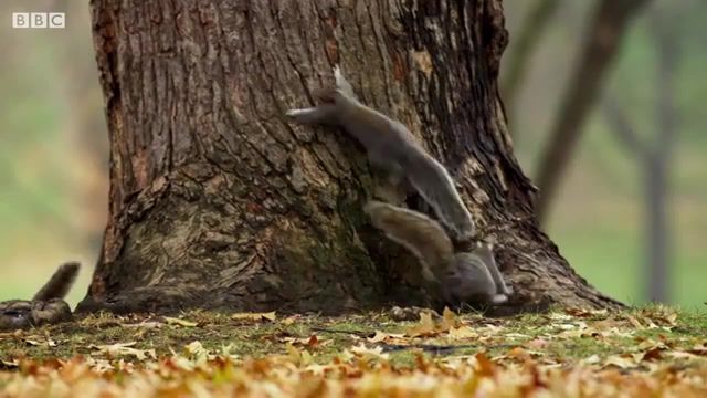 Hysterical squirrels, bbc documentary, bbc earth, squirrels, nature, wildlife, hysterical squirrels, animals, animals and pets, david garrett, david garrett duel guitar vs violin, squirrels fighting, animals pets.