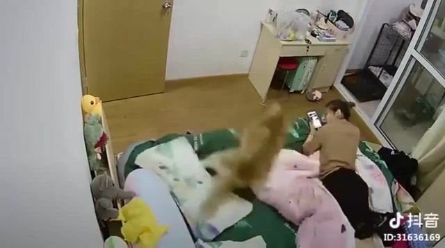 I want to go for a waaaalk - Video & GIFs | dogo,you spin me round right baby right now,meme,asian,dog,animals pets