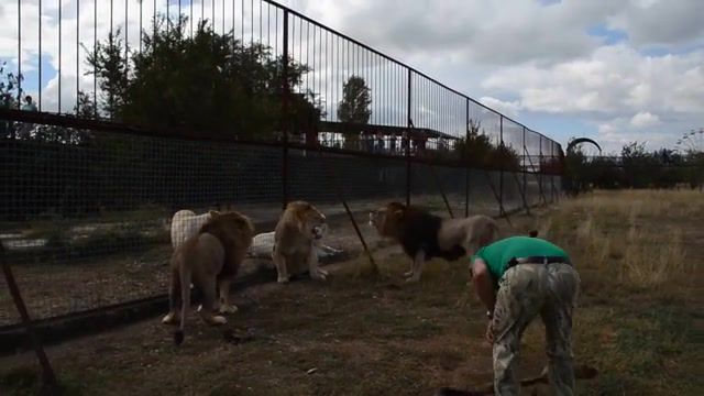 LIKE A BOSS. Oleg Zubkov. Park Of Lions Taigan. Fairy Tale Zoo. Safari Park In Crimea. Park Of Lions In Crimea. What To See In Crimea. Sights Of Crimea. Crimea. Like A Boss. Animals Pets.