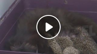Love. The cat feeds the hedgehogs