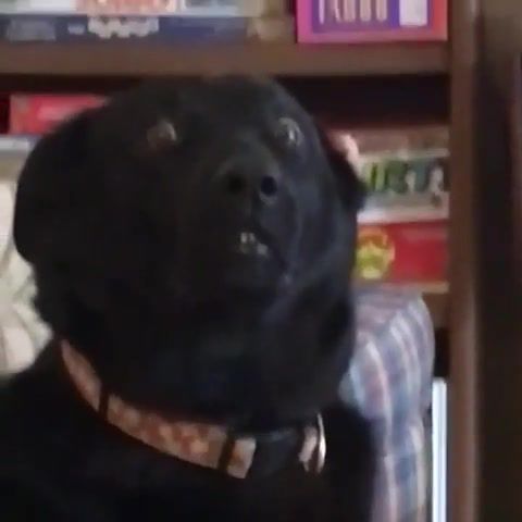 No Love Smoke Dog - Video & GIFs | memes,doggo,dogs,dog,hard,eleprimer,animals pets