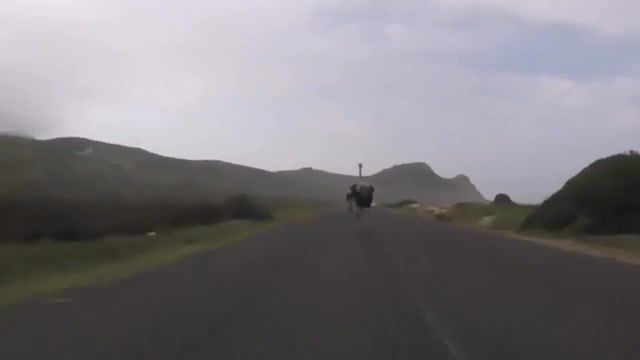 Ostrich chasing cyclists down the highway