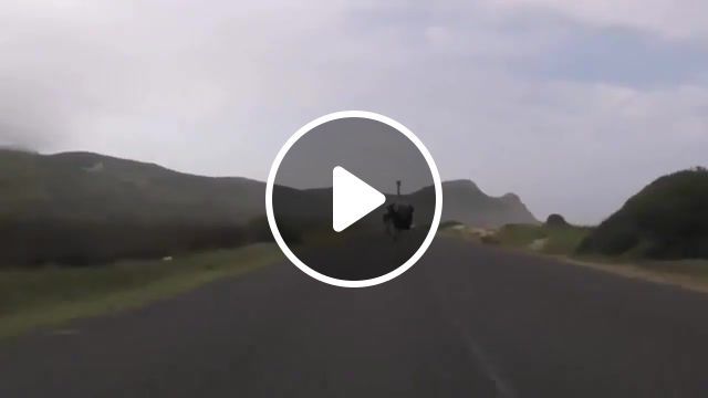 Ostrich chasing cyclists down the highway, cyclists, ostrich, animals pets. #0