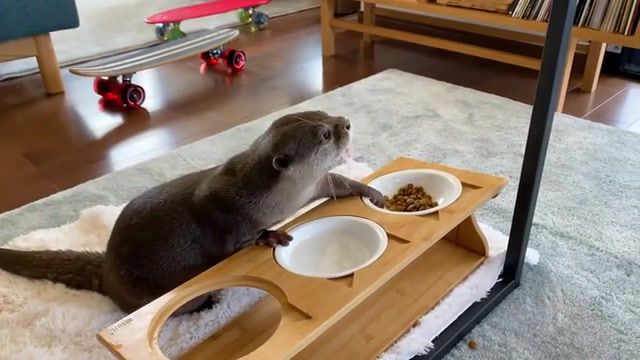 Otter eats, otter, kotaro, animal, otterkotaro, animaru, animals pets.