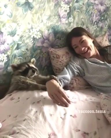 Raccoon - Video & GIFs | raccoon,enot,yenot,cute,pet,animal,animals pets