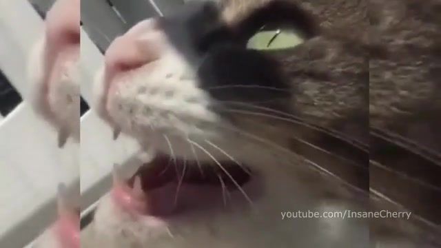 The ting goes cat - Video & GIFs | animal cover,insane cherry,compilation,try not to laugh,challenge,meme,songs,animals pets
