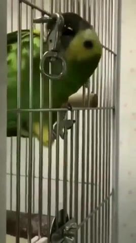 Thinking carefully, Animals Funny, Parrot, Animals Pets