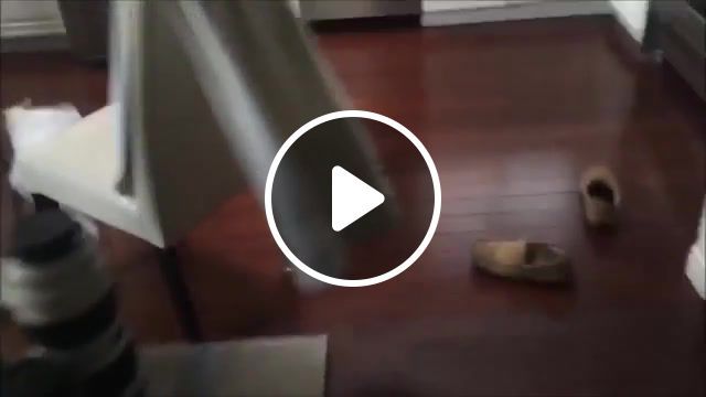 This cat is crazy, animal, funny, fail, animals pets. #0