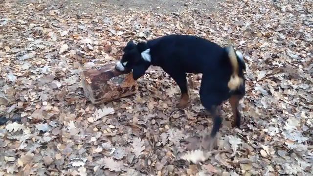 A Dog With A Log. Lol. Appenzeller Sennenhund. Fail. Dogs. Crazy. Funny. Dog. Animals Pets.