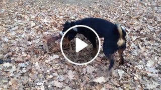 A dog with a log