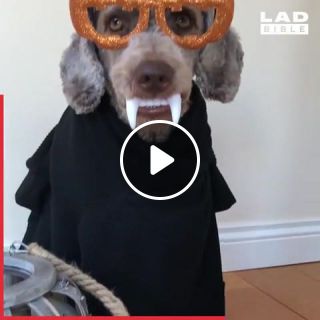 Animals ready for halloween