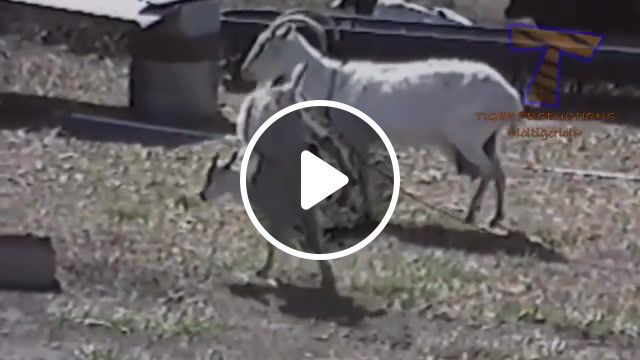 Best and funniest goat funny and cute animal compilation, ball, handstand, dead, play, ice skate, voice, noise, human sound, sound, scream, cat, puppy, donkey, dog, pets, pet, animals, animal, cute, funny, compilation, goats, goat, animals pets. #0