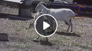 Best and funniest goat Funny and cute animal compilation