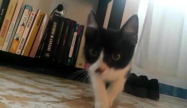 Bodza attacking - Video & GIFs | animals pets