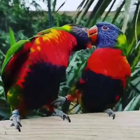 Dancing For You Baby. Dancing For You Baby. Parrots. Two Parrots. Dancing Parrot. Lory. Onumi Spider Tank. Two Lories. Rainbow Lorikeets. Rainbow Lorikeet. Animals Pets.