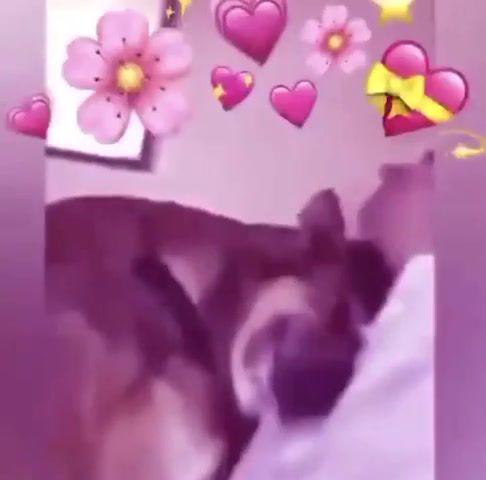 Dogomogo - Video & GIFs | dogo,dog,love,animal,animals,human,humans,i love you,baby,chunky boi,animals pets