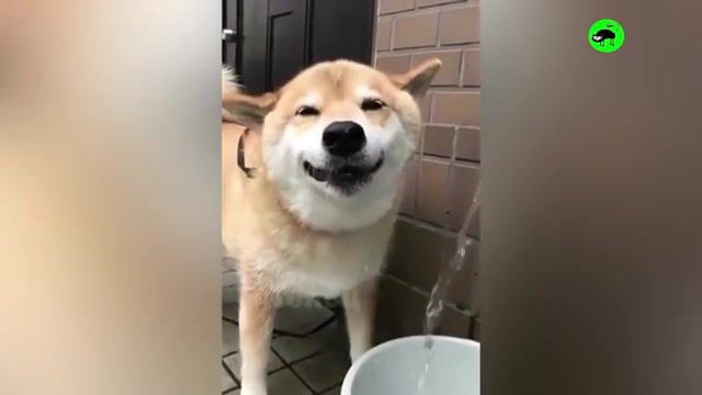 Dogs smiling for camera - Video & GIFs | dogs smiling for camera,dogs smiling for camera compilation,dog smiles for camera,dog smile trick,dogs smiling,dogs smiling compilation,dogs smiling with teeth,smiling dogs,funny dogs smile,dogs smiling on command,smiling dogs compilation,smiling dog dances with its ears,smiling dog funny,smiling dog say cheese,dogs smiling for selfie,funny dogs,smiling dogs with butterfly,smiling dog with cricket,smile dog,animals pets