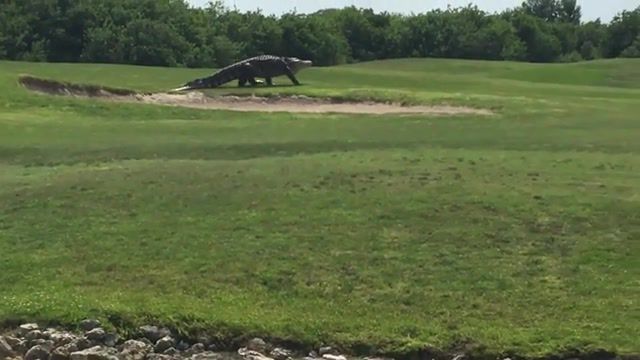 Florida gator is staying alive, gators on golf course, golf, animals pets.