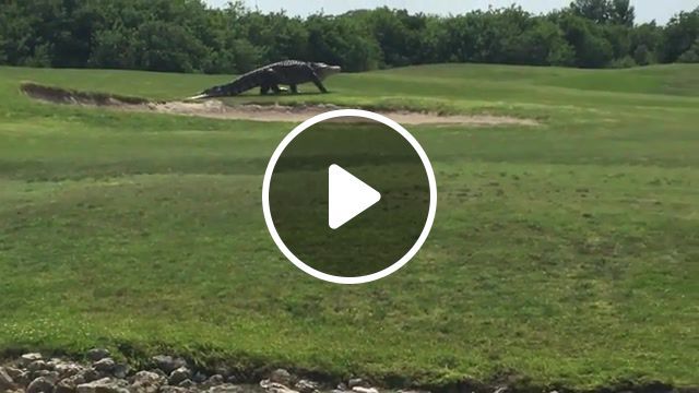 Florida gator is staying alive, gators on golf course, golf, animals pets. #0