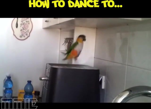 How To Dance Hardstyle Parrot version - Video & GIFs | parrots dance,parrots dancing,parrot dancing,parrot dance,birds dancing,bird dance,music,how to dance to,birdies,bird,birds,latin house,hardstyle,my music is electronic,parody,funny,fun,dance,parrot,animals pets
