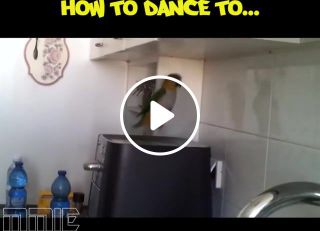 How To Dance Hardstyle Parrot version