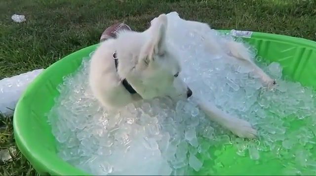 Husky cool during the hot summer, animals pets.