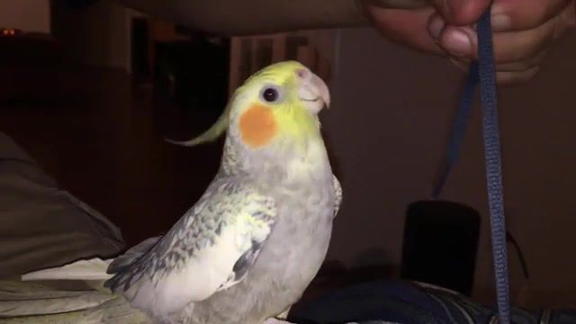Iparrot, sing, apple, bird, cockatiel, ringtone, iphone x, parrot sing, ringtone ring, clip, music, cool, parrot, iphone, phone, animals pets.