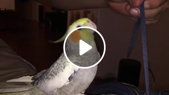 Iparrot, sing, apple, bird, cockatiel, ringtone, iphone x, parrot sing, ringtone ring, clip, music, cool, parrot, iphone, phone, animals pets. #0